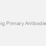 Western blot Kit for G. pig Primary Antibodies, Chemilum. Substrate